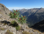 Ein leuchtend grüner Hirschhornsumach mit leuchtend roten Fruchtbüscheln, der an einem felsigen Berghang mit Blick auf ein weites Alpental wächst