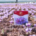 Hochwertige rote Blumental Bayern Safranschachtel auf sonnenbeschienenem Boden in einem blühenden Feld mit violetten Safran-Krokusblüten